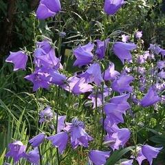 Zvonek broskvolistý 'Grandiflora' - Campanula persicifolia 'Grandiflora'