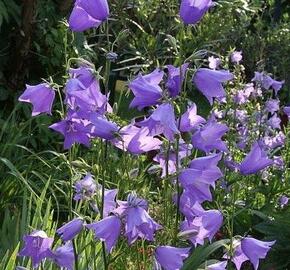 Zvonek broskvolistý 'Grandiflora' - Campanula persicifolia 'Grandiflora'