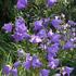 zvonek-broskvolisty-grandiflora.jpg