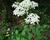 Plamének přímý