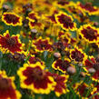 Krásnoočko přeslenité 'Chorasan Yellow Bicolor’ - Coreopsis verticillata 'Chorasan Yellow Bicolor’