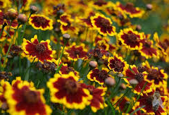 Krásnoočko přeslenité 'Chorasan Yellow Bicolor’ - Coreopsis verticillata 'Chorasan Yellow Bicolor’