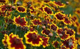 Krásnoočko přeslenité 'Chorasan Yellow Bicolor’