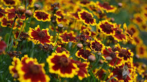 Krásnoočko přeslenité 'Chorasan Yellow Bicolor’ - Coreopsis verticillata 'Chorasan Yellow Bicolor’