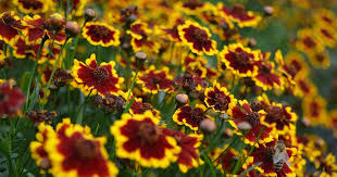 Krásnoočko přeslenité 'Chorasan Yellow Bicolor’ - Coreopsis verticillata 'Chorasan Yellow Bicolor’