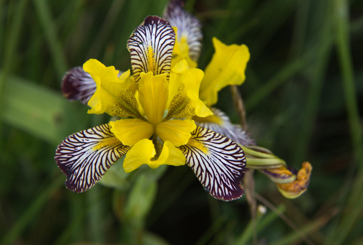 Kosatec různobarvý - Iris variegata