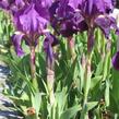Kosatec nízký pravý - Iris pumila ssp. pumila