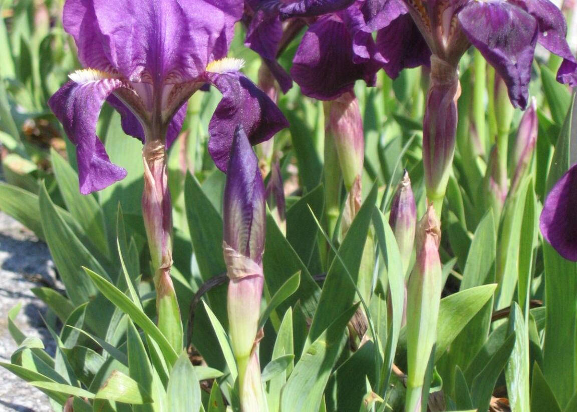 Kosatec nízký pravý - Iris pumila ssp. pumila