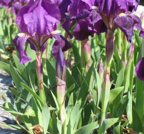Kosatec nízký pravý - Iris pumila ssp. pumila