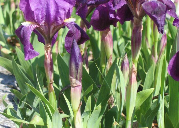 Kosatec nízký pravý - Iris pumila ssp. pumila