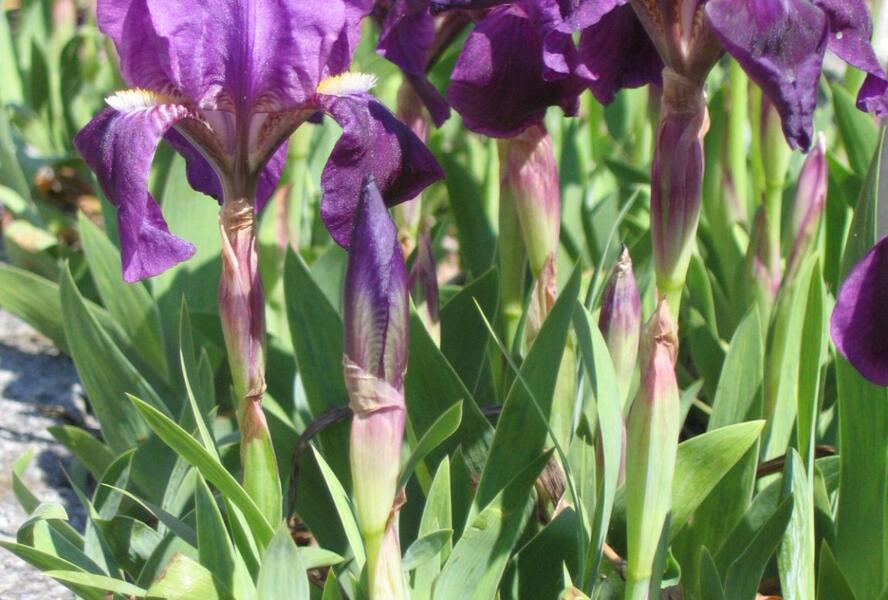 Kosatec nízký pravý - Iris pumila ssp. pumila