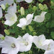 Zvonek karpatský 'Uniform White' - Campanula carpatica 'Uniform White'