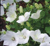 Zvonek karpatský 'Uniform White' - Campanula carpatica 'Uniform White'