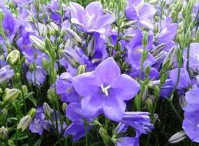 Zvonek broskvolistý 'Takion Blue' - Campanula persicifolia 'Takion Blue'