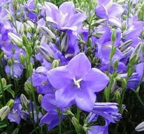 Zvonek broskvolistý 'Takion Blue' - Campanula persicifolia 'Takion Blue'