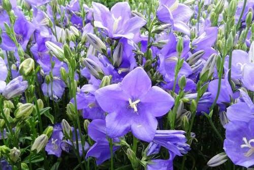 Zvonek broskvolistý 'Takion Blue' - Campanula persicifolia 'Takion Blue'