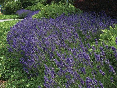 Levandule úzkolistá 'Hidcote Superior' - Lavandula angustifolia 'Hidcote Superior'