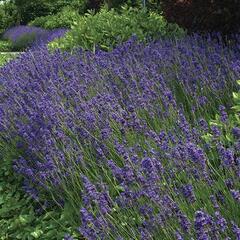 Levandule úzkolistá 'Hidcote Superior' - Lavandula angustifolia 'Hidcote Superior'