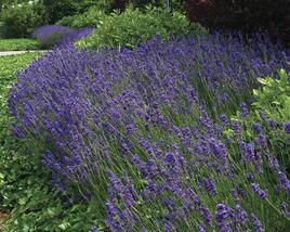 Levandule úzkolistá 'Hidcote Superior'