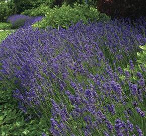 Levandule úzkolistá 'Hidcote Superior' - Lavandula angustifolia 'Hidcote Superior'