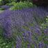 levandule-uzkolista-hidcote-superior.jpg