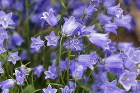 Zvonek lžičkolistý 'Bavaria Blue' - Campanula cochleariifolia 'Bavaria Blue'