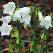 Zvonek lžičkolistý 'Bavaria White' - Campanula cochleariifolia 'Bavaria White'