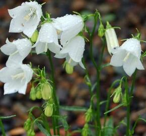 Zvonek lžičkolistý 'Bavaria White' - Campanula cochleariifolia 'Bavaria White'