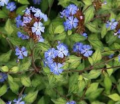 Olověnec 'Autumn Blue' - Ceratostigma plumbaginoides 'Autumn Blue'