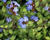 Olověnec plazivý 'Autumn Blue'