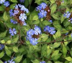 Olověnec plazivý 'Autumn Blue' - Ceratostigma plumbaginoides 'Autumn Blue'