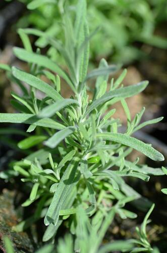 Levandule korunkatá 'Blue Star' - Lavandula stoechas 'Blue Star'