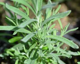 Levandule korunkatá 'Blue Star'