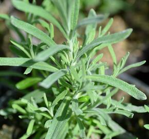 Levandule korunkatá 'Blue Star' - Lavandula stoechas 'Blue Star'