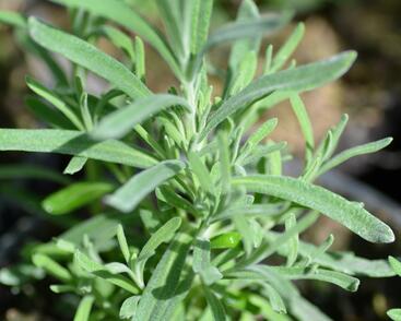 Levandule korunkatá 'Blue Star'