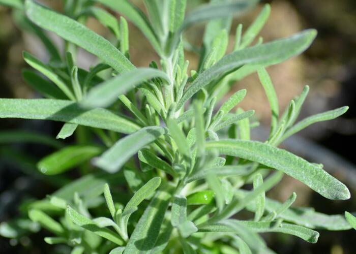 Levandule korunkatá 'Blue Star' - Lavandula stoechas 'Blue Star'