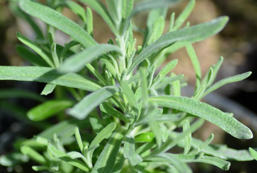 Levandule korunkatá 'Blue Star' - Lavandula stoechas 'Blue Star'