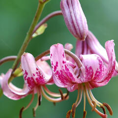 Lilie zlatohlavá - Lilium martagon