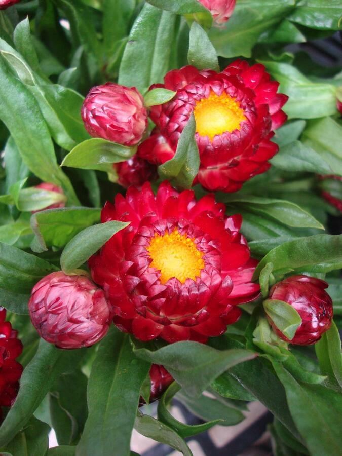 Slaměnka listenatá 'Mohave Dark Red' - Helichrysum bracteatum 'Mohave Dark Red'