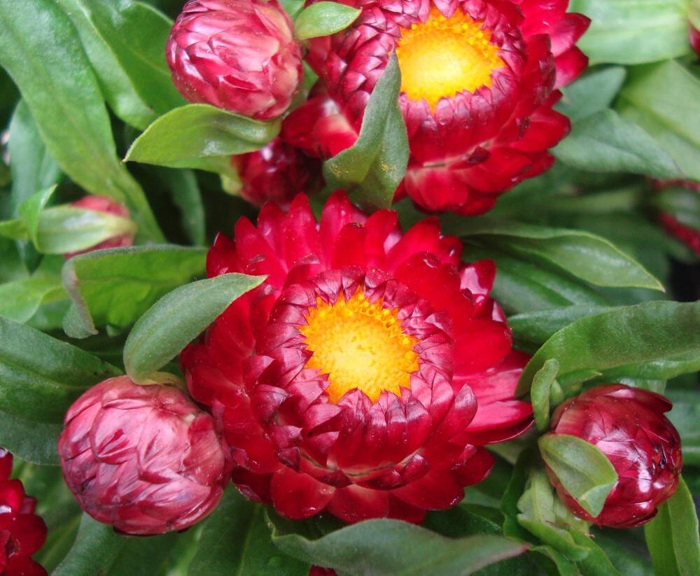 Slaměnka listenatá 'Mohave Dark Red' - Helichrysum bracteatum 'Mohave Dark Red'