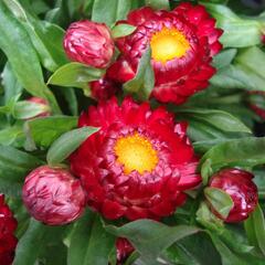 Slaměnka listenatá 'Mohave Dark Red' - Helichrysum bracteatum 'Mohave Dark Red'