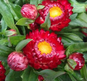 Slaměnka listenatá 'Mohave Dark Red' - Helichrysum bracteatum 'Mohave Dark Red'