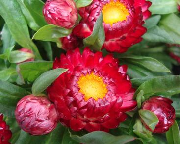 Slaměnka listenatá 'Mohave Dark Red'