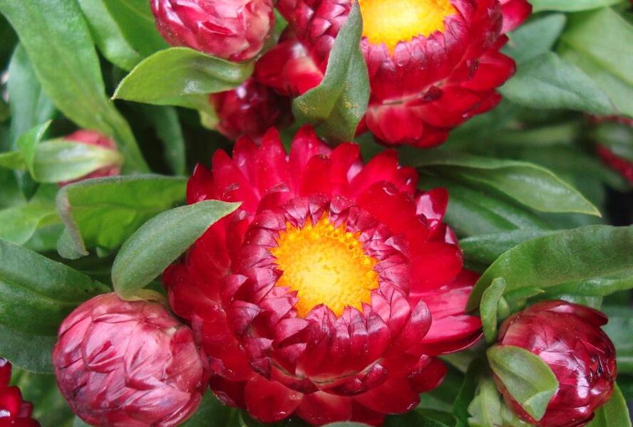Slaměnka listenatá 'Mohave Dark Red' - Helichrysum bracteatum 'Mohave Dark Red'
