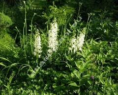 Třemdava bílá 'Albiflorus' - Dictamnus albus 'Albiflorus'