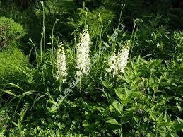 Třemdava bílá 'Albiflorus'