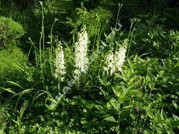 Třemdava bílá 'Albiflorus' - Dictamnus albus 'Albiflorus'