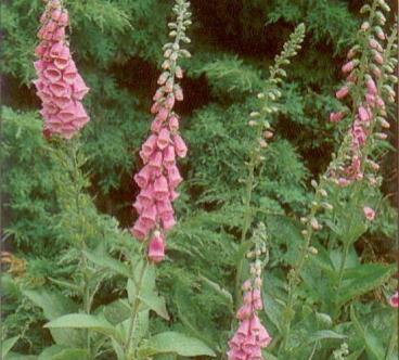 Náprstník červený - Digitalis purpurea