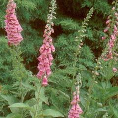 Náprstník červený - Digitalis purpurea