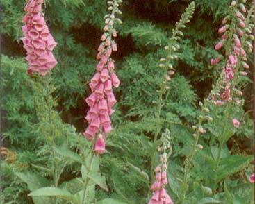 Náprstník červený